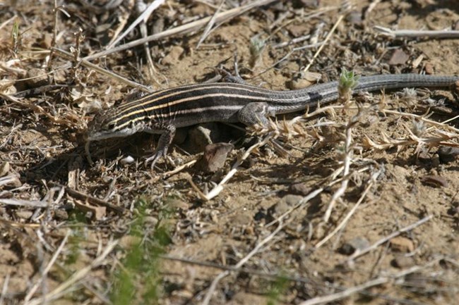 Photo of a Whiptail Lizard