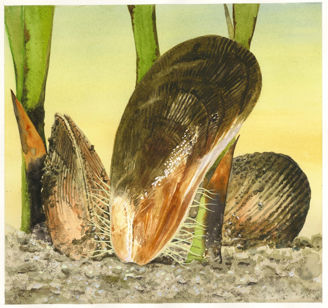 Illustrated ribbed mussel shells sit upright in brown dirt near green aquatic plant stems.