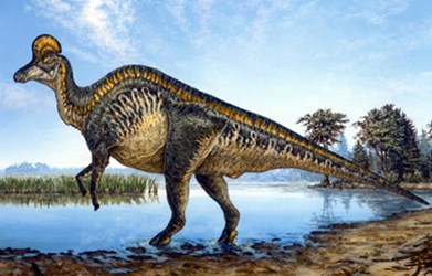 illustration of a hadrosaurid dinosaur with cranial ridge standing on hind legs at the edge of a pond.