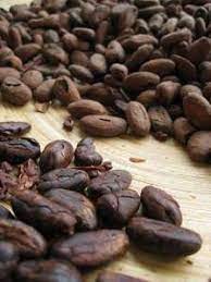 Roasted cacao bean
