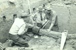 Photo of archeologists cutting prehistoric log for tree-ring-dating
