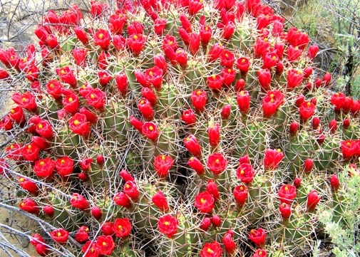 Claret Cup Cactus