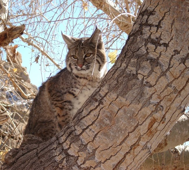 Bobcat