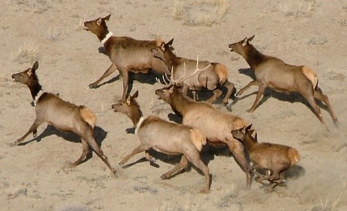 Elk