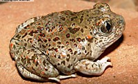 Mexican spadefoot