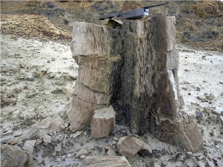 Petrified Stump in Menefee