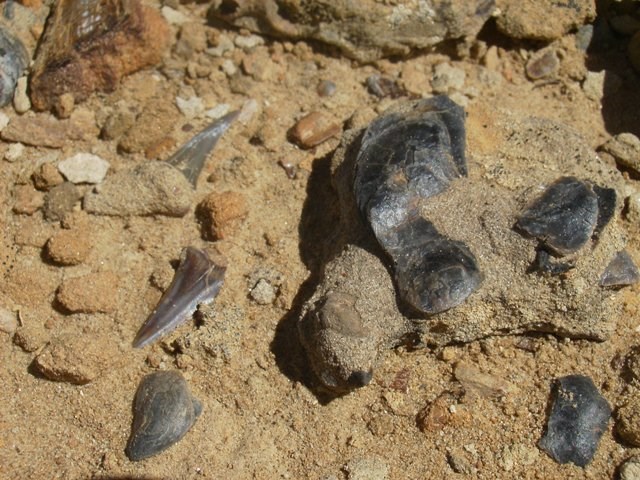 Shark Teeth and Invertebrate Shells