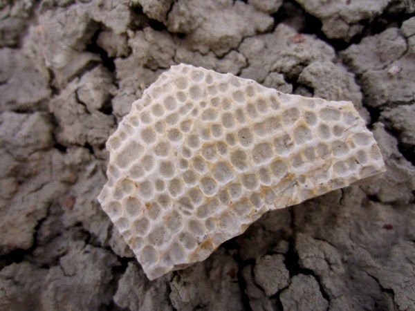 Soft Shell Turtle Carapace Fragment in Menefee