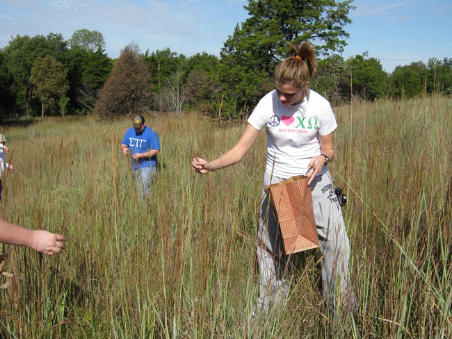 students collecting native grass seeds. students collecting native grass seeds.