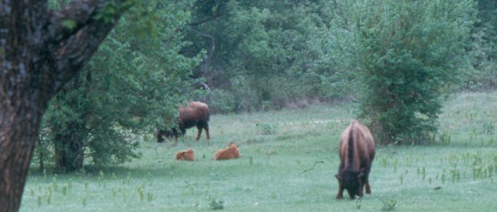A herd of bison resting in a field A herd of bison resting in a field