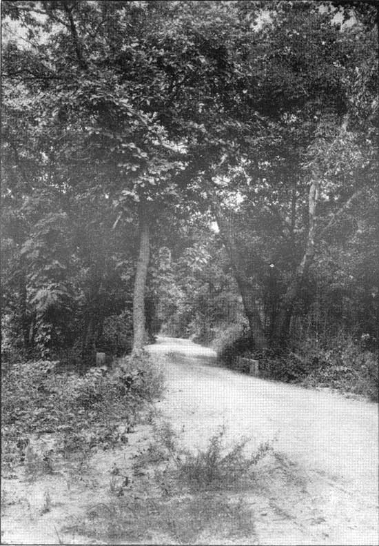 Dirt pathway under trees