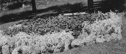 Historic photograph of a raised flowerbed.