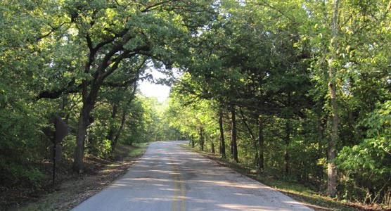 Trees hang down over a roadway. Trees hang down over a roadway.