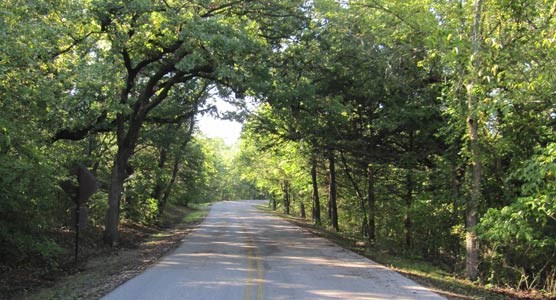 Trees hang down over a roadway.