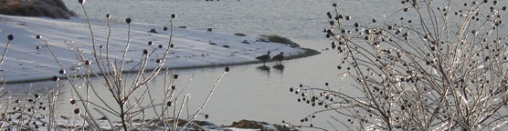 Two Canada geese at the waters edge Two Canada geese at the waters edge