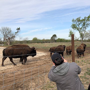 a person aims a camera through a fence at several bison walking away