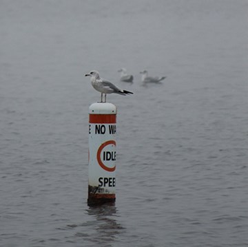 a gull stands on a navigational bouy on a misty day