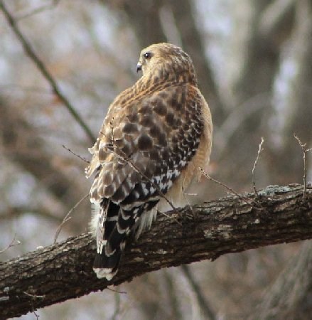 red-shouldered hawk