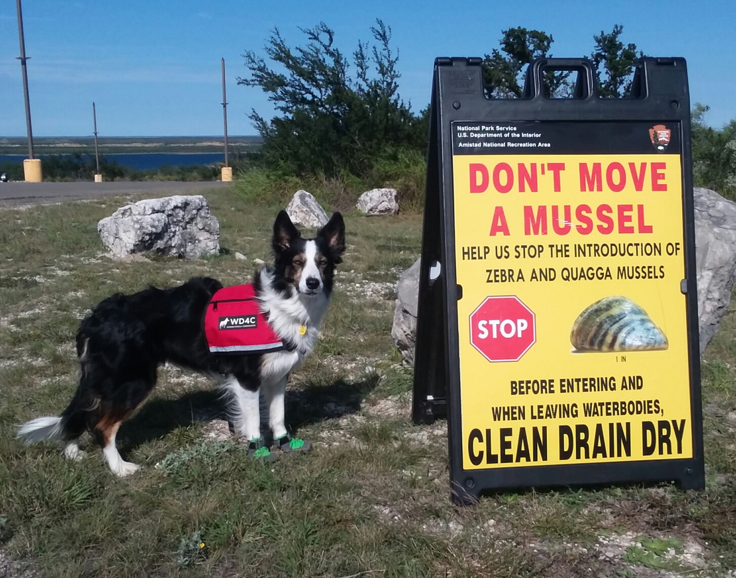 Mussel detection dog at work A black and white dog wearing a red working vest stands next to a large sign proclaiming "Don't move a mussel"