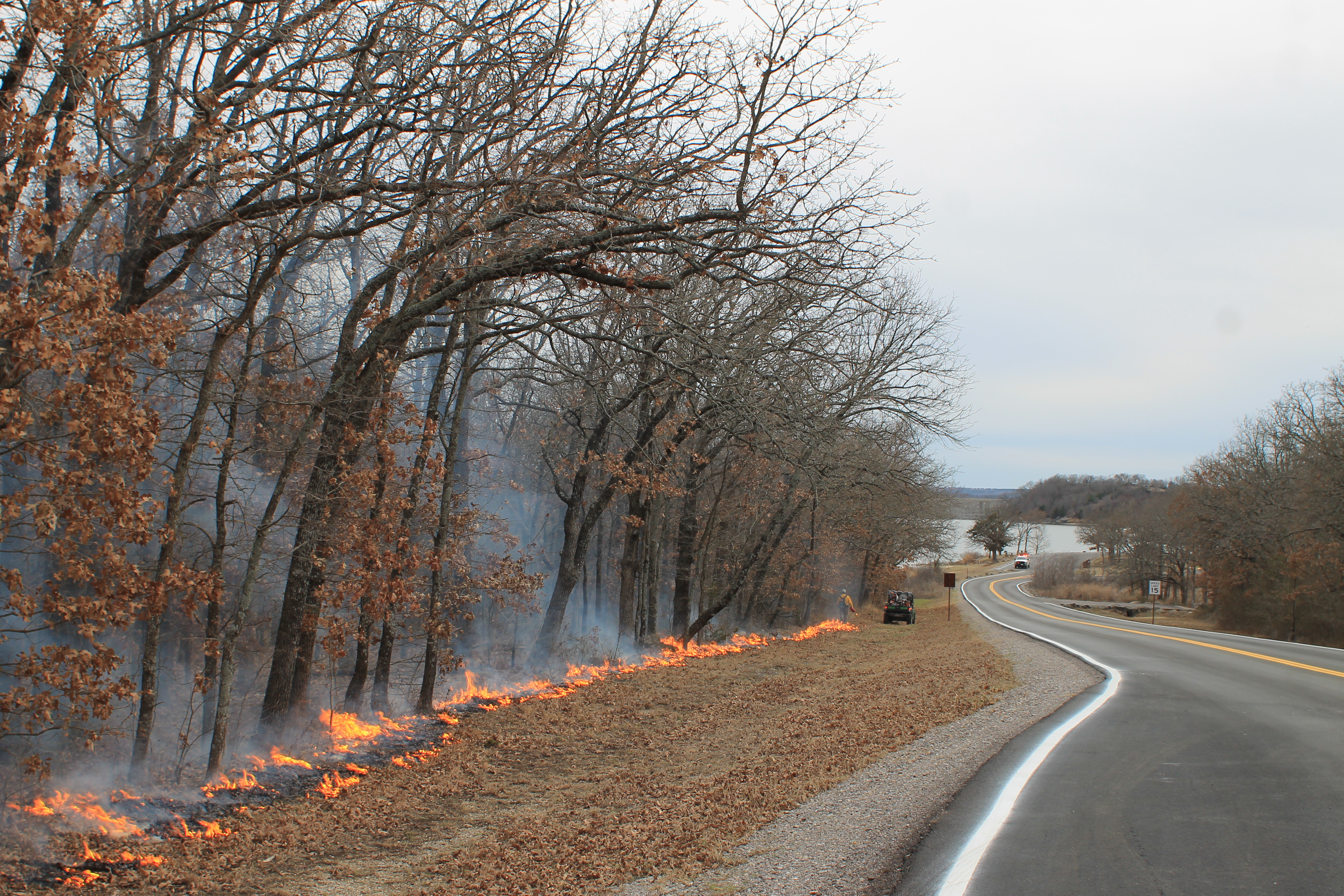 A wildland firefighter uses a drip torch to ignite vegetation along a road, near a line of trees.