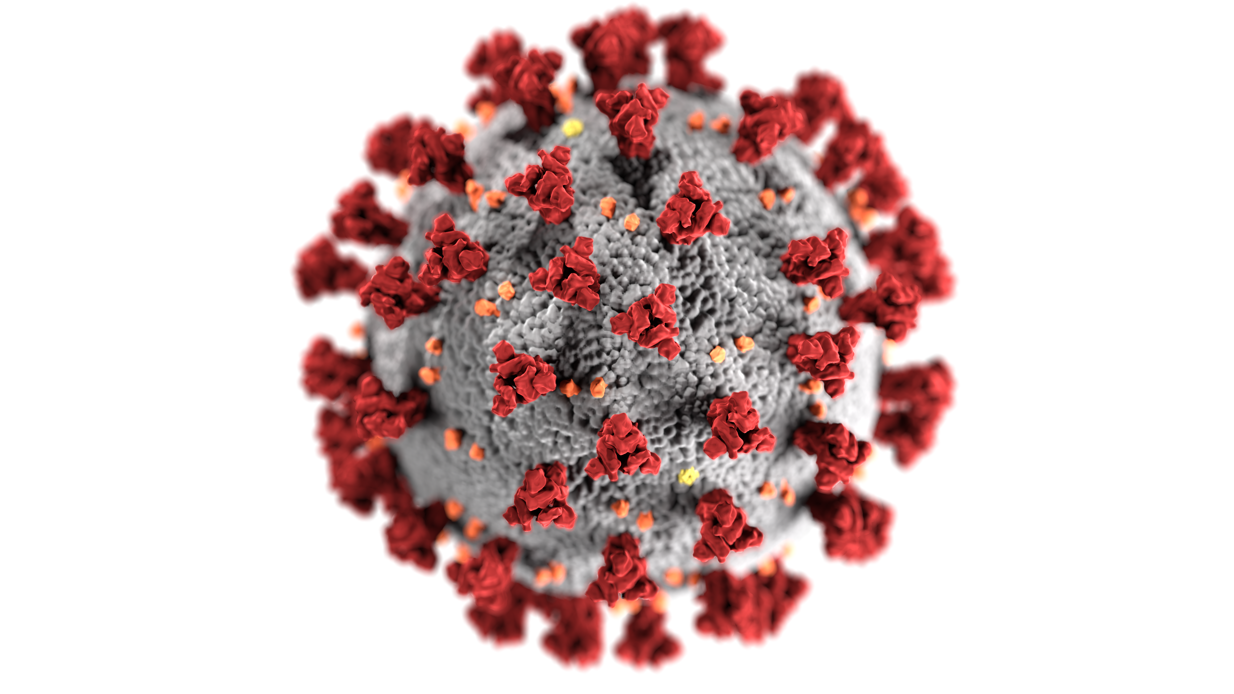 This illustration, created at the Centers for Disease Control and Prevention (CDC), reveals ultrastructural morphology exhibited by coronaviruses. Note the spikes that adorn the outer surface of the virus, which impart the look of a corona.