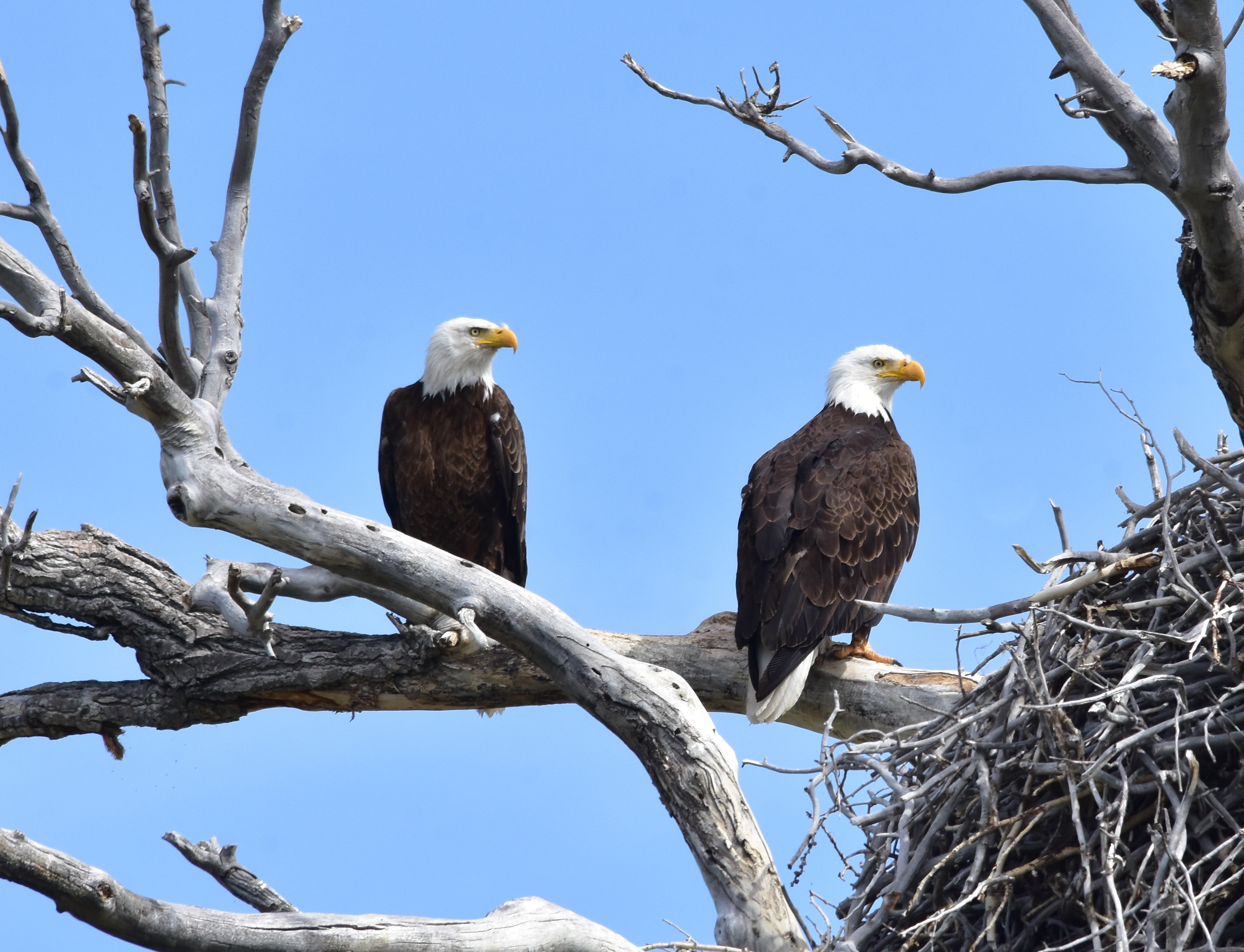 two bald eagles perched on a bare branch
