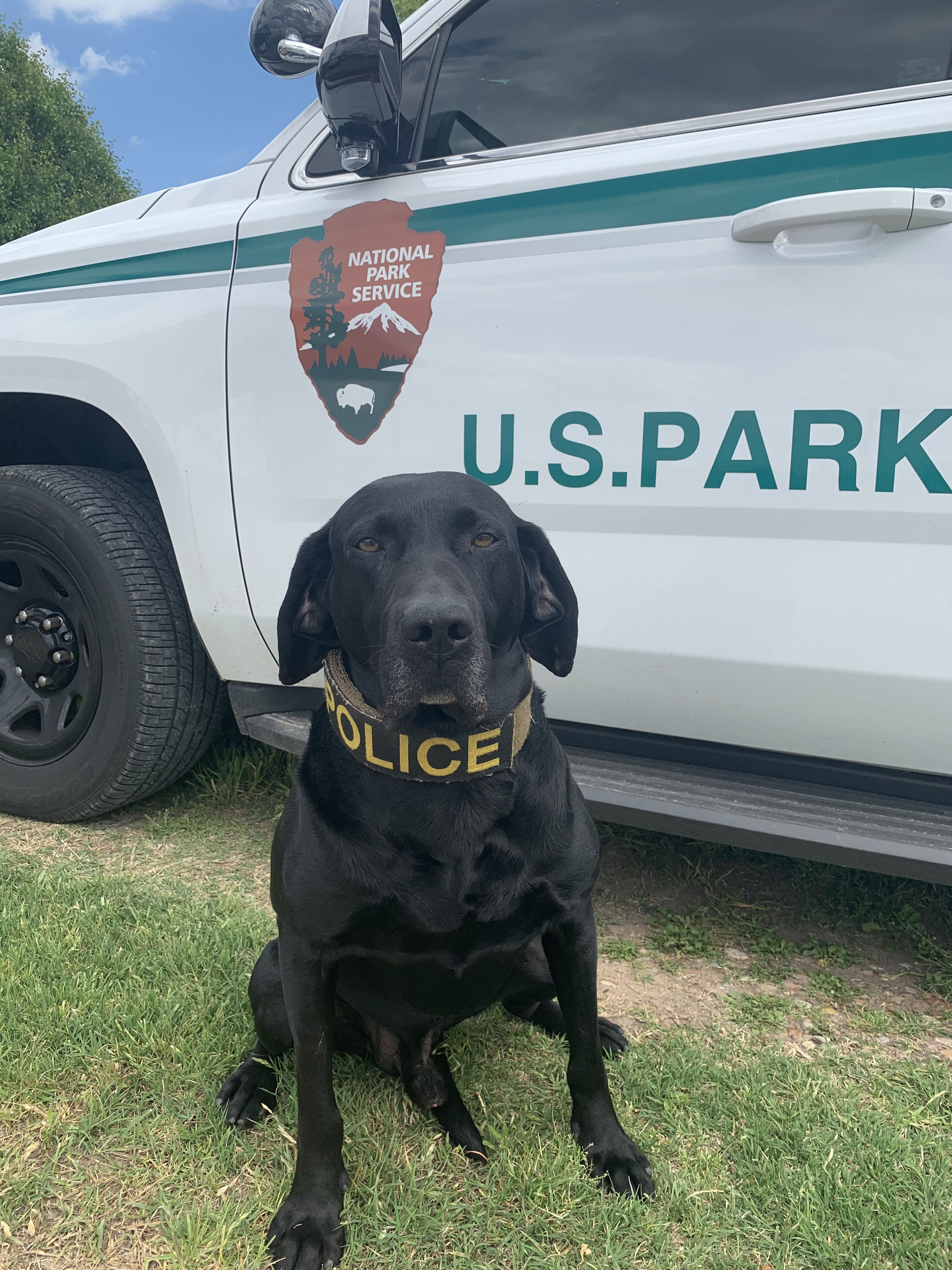 A black lab wearing a collar with the word "Police" sits in front of a law enforcement SUV.