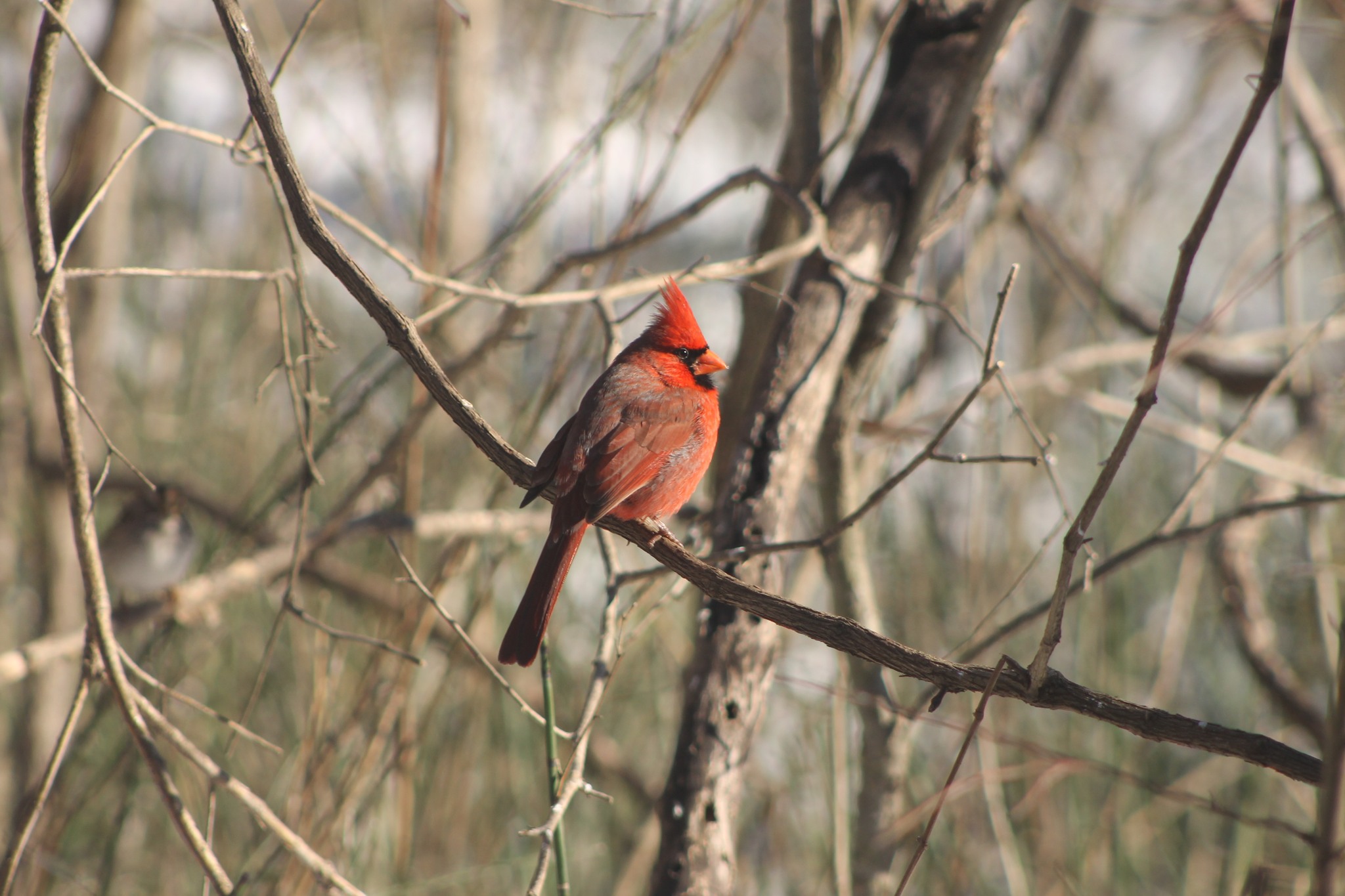 A red colored bird perched on a branch