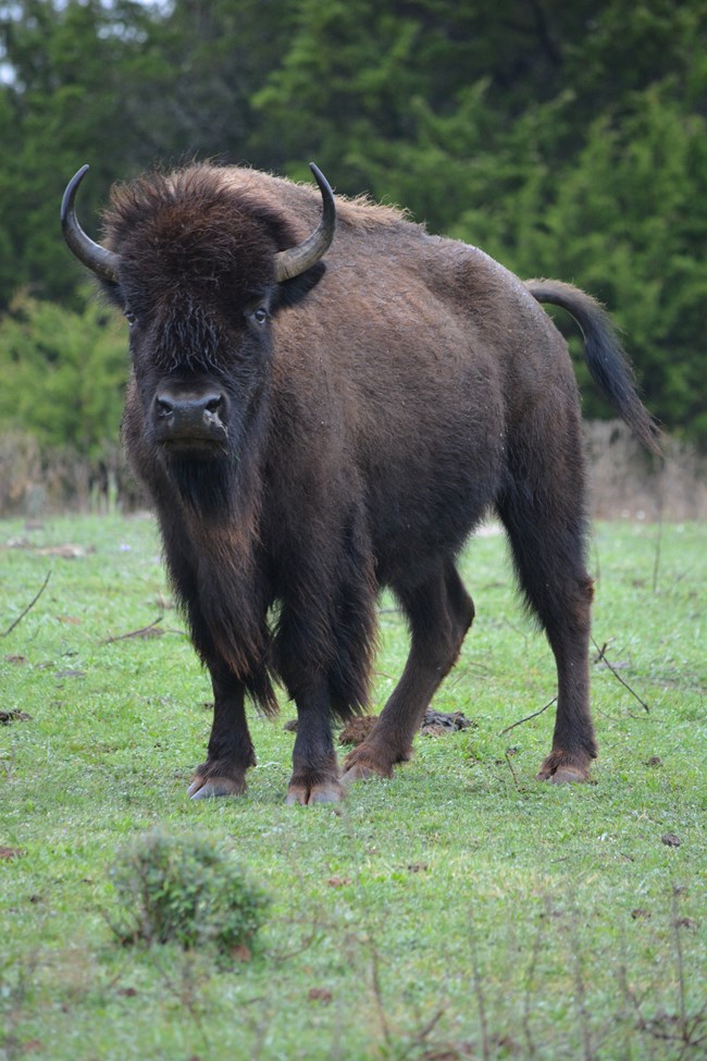 A bison with mucus running out of one nostril stands in a grass clearing with its tail raised.
