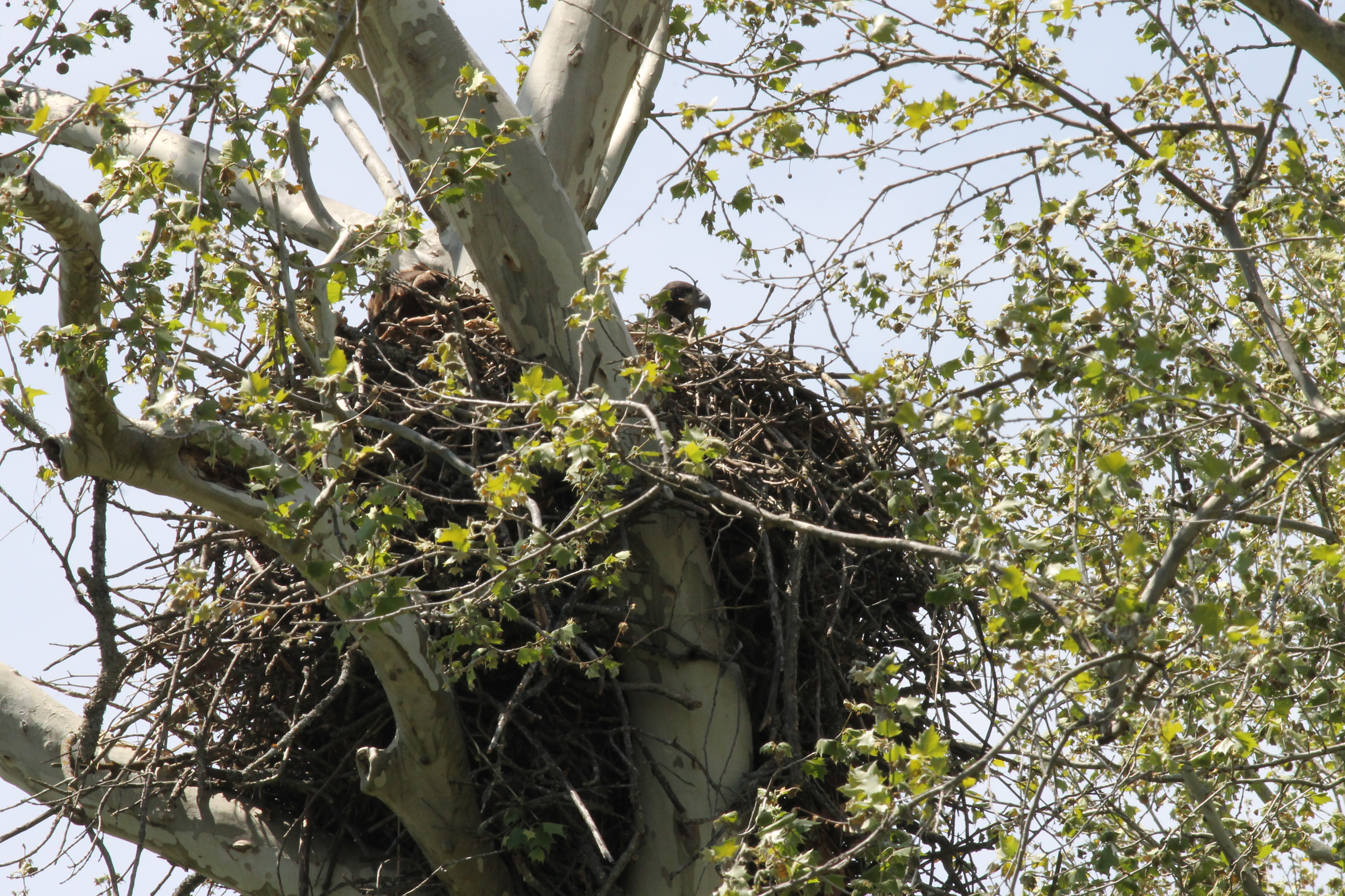 Eagle chick in nest