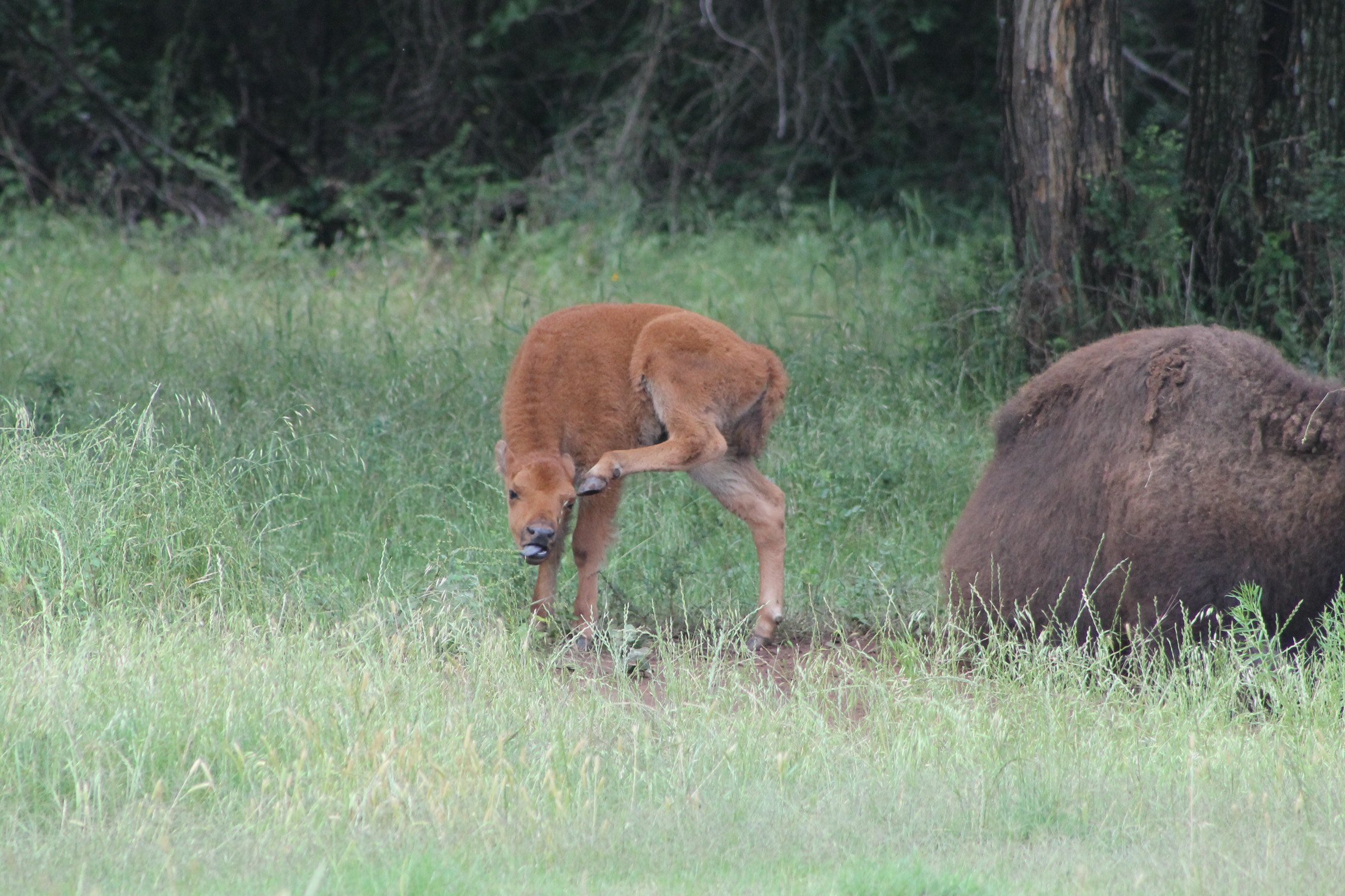 A bison calf sticks out its tongue while scratching itself with its left rear foot.