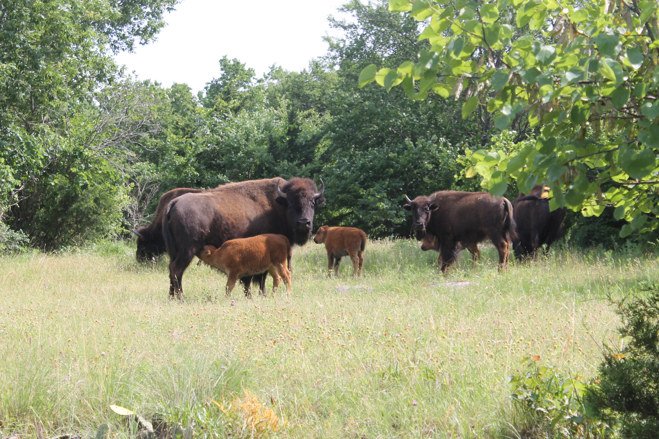 Four bison cows and three calves stand in grass. One of the calves is suckling from its mother, who along with another cow is looking straight at the camera.