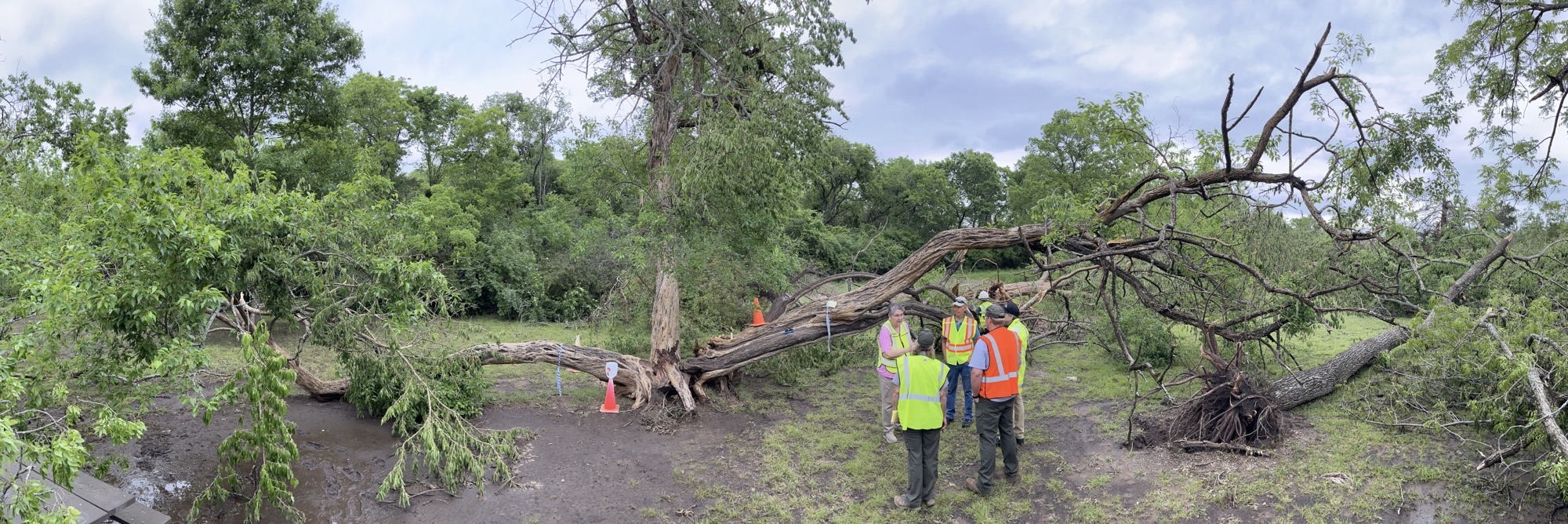a wide sprawling tree with a group of people standing to the side. they all are wearing hardhats and high visibility vests and are standing in a circle talking