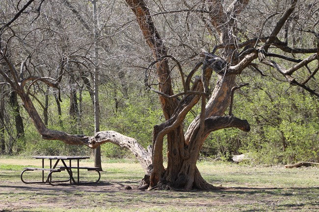 A large sprawling tree in a picnic area in wintertime