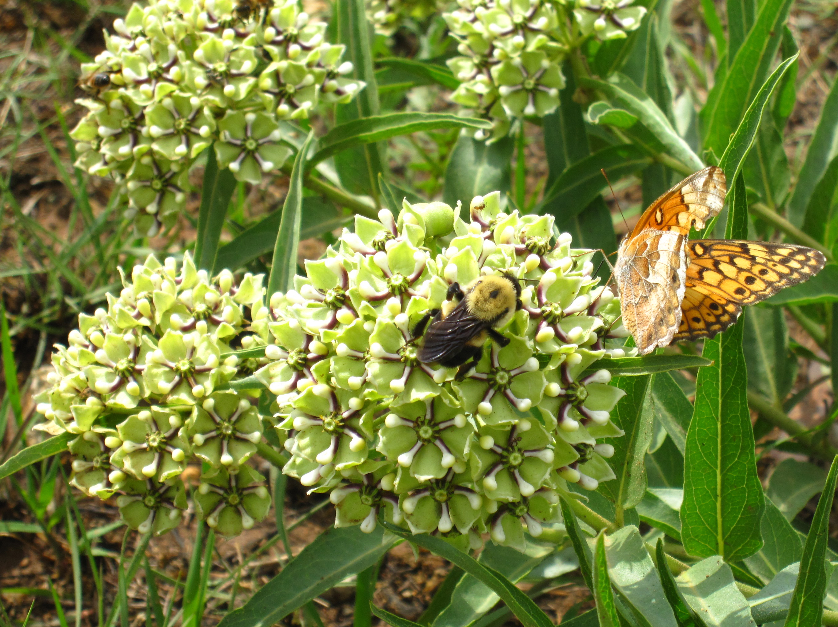 Vets Lake Area Spring Wildflowers 013 A bumblebee and a butterfly rest on the greenish flowering cluster of a milkweek plant