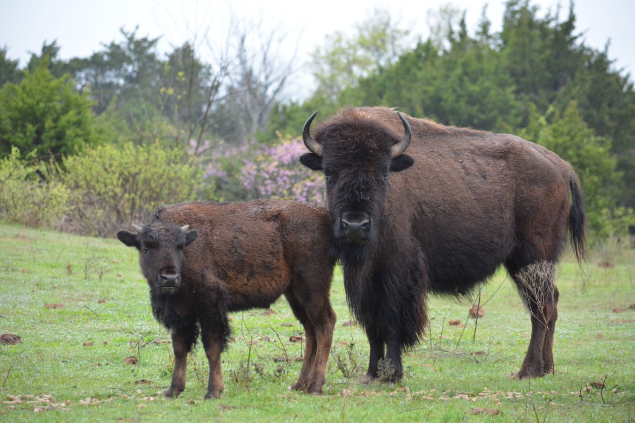 Two bison stand in a field