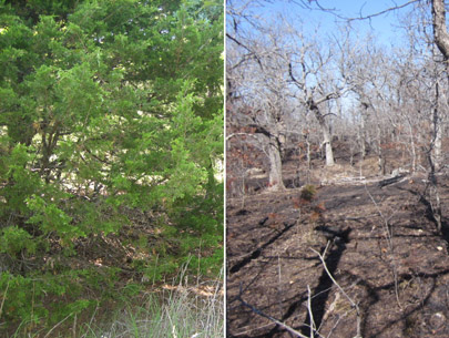 Before and after photograph of red cedar removal 