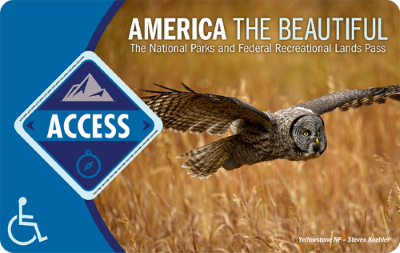 a square card depicting a Great Grey Owl flying over a field.