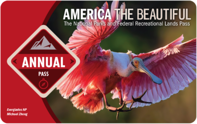 a square card depicting a Roseate Spoonbill bird with wings spread