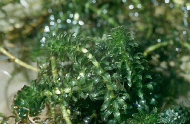 A patch of hydrilla in water