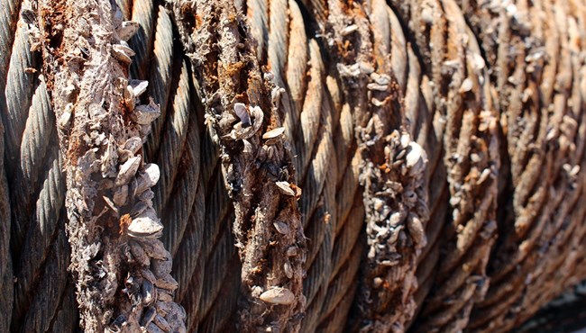 A boat's rope encrusted in invasive mussels