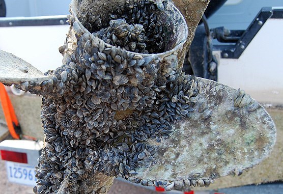 Boat propeller encrusted in invasive quagga mussels.