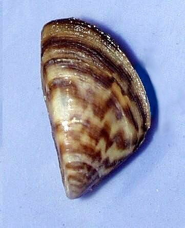 A close-up of an invasive zebra mussel