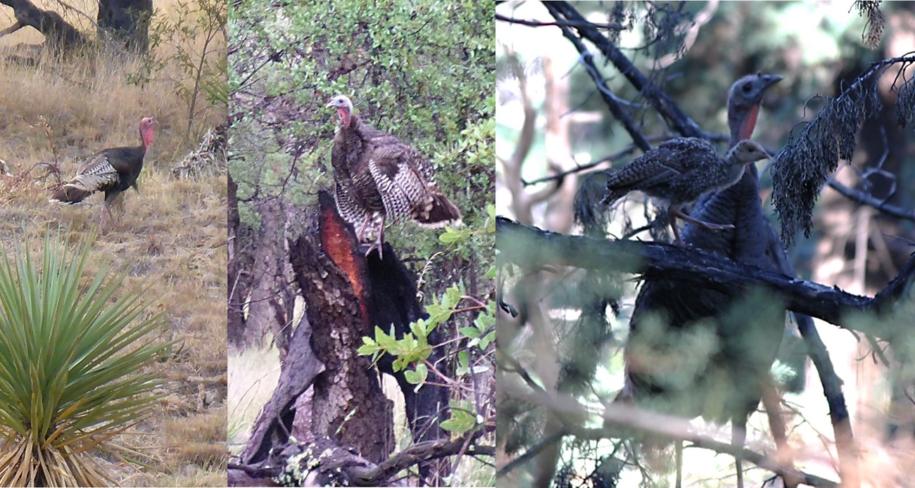 3 images: left is male turkey in yellow grass with a sotol in the foreground; second image is a female turkey on a burned tree trunk; third image is of young turkey in foreground and female turkey in background.