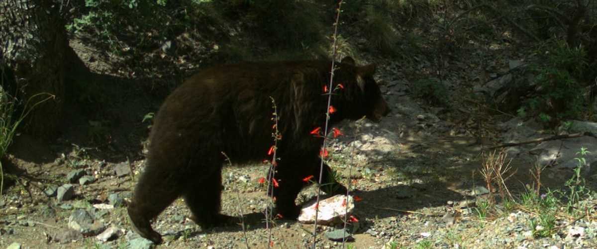 A black bear in the forest