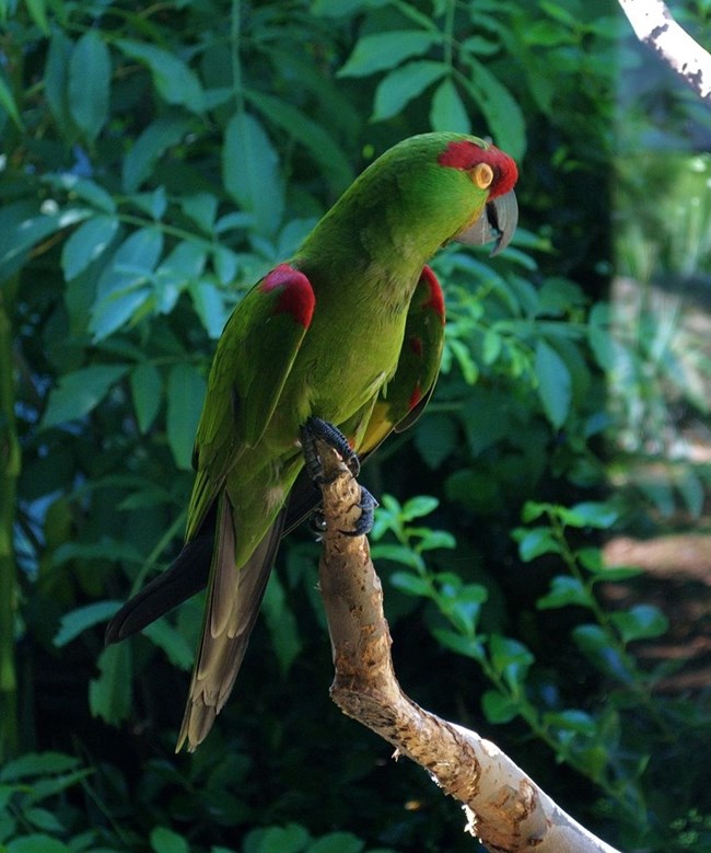 Bright green parrot with red on top of wings and head, sitting on a branch in front of a green, leafy background.