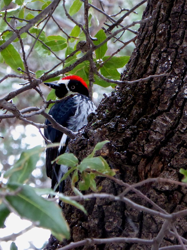 Black and white bird with a red cap sitting in a tree.