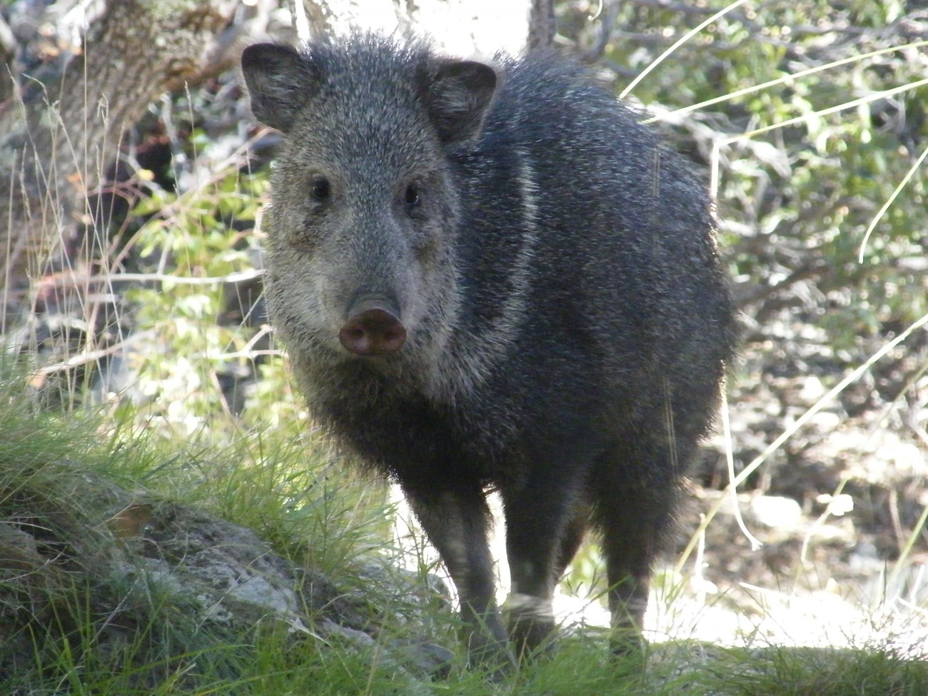 Medium-sized pig-like animal (that is not a pig) covered in coarse, bristly, grey-brown hair, with a pale tan collar around its neck.