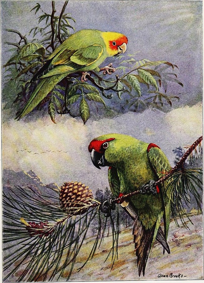 Colorful painting of two North American parrots. Top one is smaller, green and has yellow on head. Lower parrot is green and has red on wings and head.