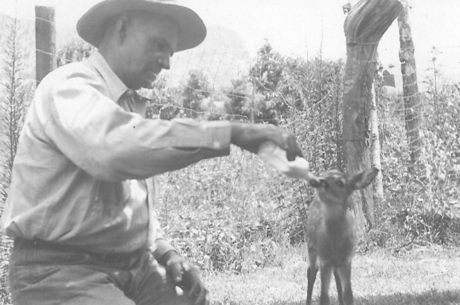 Man wearing a hat bottle feeding a fawn in a fenced yard.